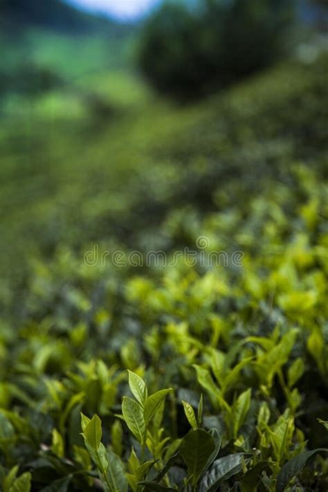 Field Of Green Tea Plantation Stock Photo Image Of Season Landscape