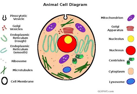 Learn About Animal Cell Anatomy By Matching Names With Parts Of The