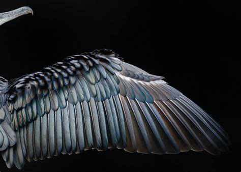 12 Wings Award Winning Bird Photography By Tom Hines Image