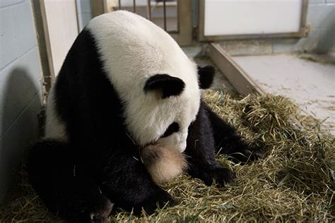 Giant Panda Gives Birth To Twins At Atlanta Zoo Cn