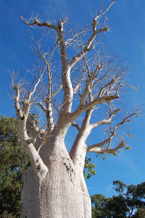 The Boab Tree At Kings Park Wa Kings Park World View Tree