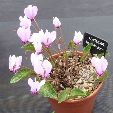 Care instructions for this genus of cacti vary greatly depending upon the species you select and how you choose to use this succulent plant. Fife Flower show Part 2 Alpines, Cactus and Bonsai : Grows ...