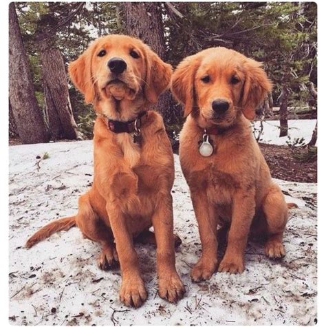 Choose state alabama arizona arkansas california colorado connecticut delaware georgia idaho illinois indiana iowa kentucky louisiana here are a few things to know about labrador retriever puppies 2415 best He Said He Wanted A Blonde images on Pinterest ...