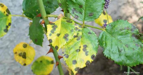 Knock Out Rose Diseases What To Look For And How To Handle Them