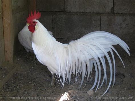 Philippine Long Tail Fowl Sarimanok Fancy Chickens Chickens And