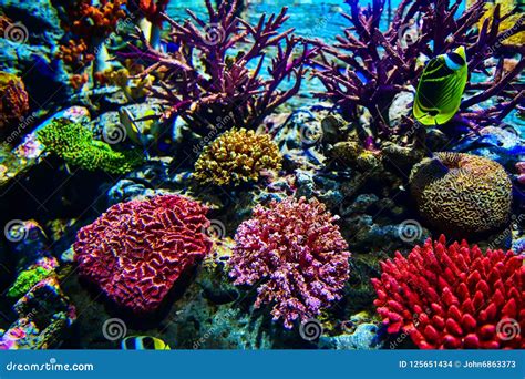 Colorful With Corals In A Marine Aquarium Tank Stock Photo Image Of