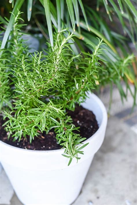 5 Plants That Repel Mosquitoes for Your Front Porch - Our Handcrafted Life