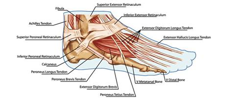 The ankle joint, tendons of the ankle joint foot anatomy vector illustration eps 10 infographic. foot muscles and tendons diagram - Google Search ...