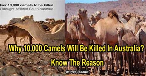 10 thousand camels will be killed in australia know reason ~ dailycoupondia