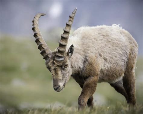 12 Iconic Animals In Italy And Where To Find Them Weird Italy