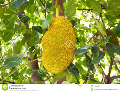 Although it gives off a smell of rotting onions when it's. The Jackfruit Stock Photo - Image: 31666300
