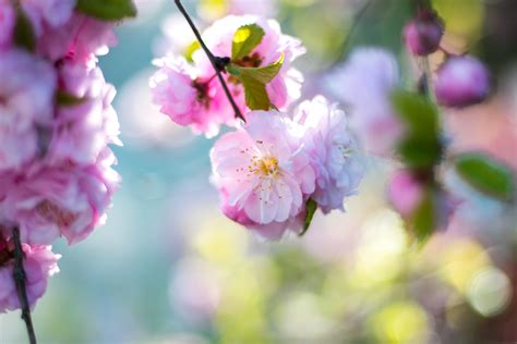 Free Images Branch Fruit Flower Petal Food Spring Produce Pink