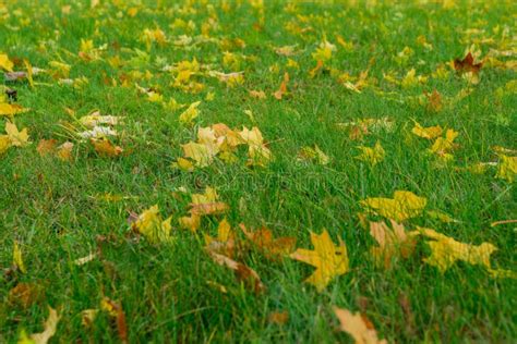 Yellow Fallen Leaves On Green Grass Autumn Leaves On Ground In