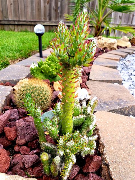 Eves Needle Crested Plants Cactus Plants Cactus