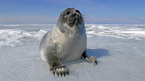 Every file and directory in the linux system is owned by a specific user and group and has permissions that allow performing particular actions on this file or folder. See the difference! Try differentiating seals from sea ...