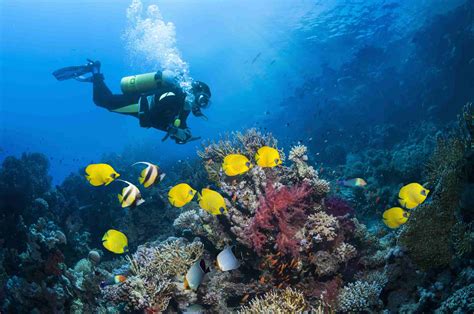 5 Steps Divers Use To Descend Properly