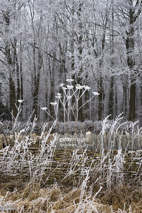 Hoar Frost On Winters Day In Woodland In The Cotswolds News Photo