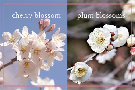 Cherry Blossoms Vs Plum Blossoms Whats The Difference