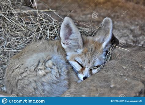 Fennec Fox Stock Image Image Of Wildlife Fennec Cute 127643169