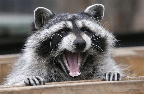 How To Tell If A Raccoon Has Rabies Raccoon Removal Hamilton