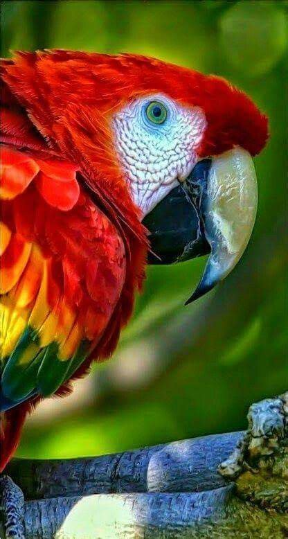 Beautiful Colourful Parrot With Images Birds Parrot Beautiful Birds