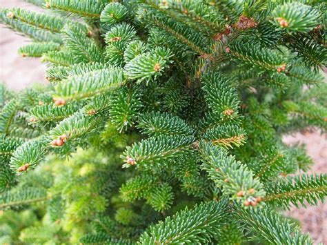 12 Easy To Grow Species Of Fir Trees