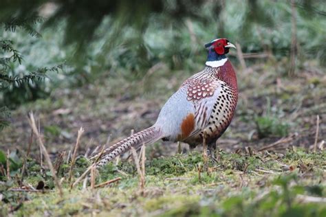 Animals And Kids Pictures Of Wild Pheasants