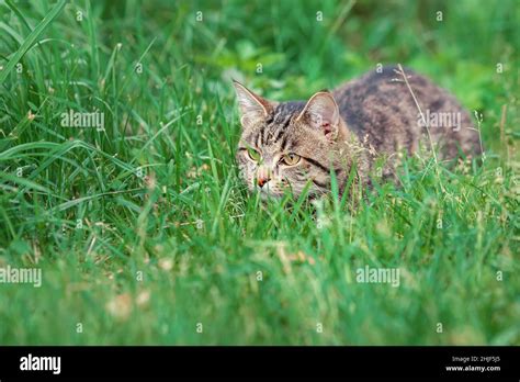 Cat Hunting Garden Hi Res Stock Photography And Images Alamy