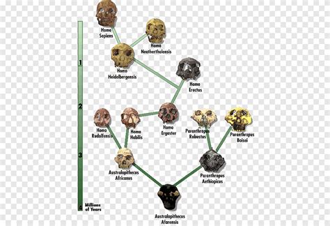 Neanderthal Human Evolution Diagram Chart Common Chimpanzee Brain Size
