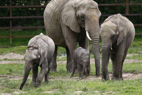 Aspinall Foundation Welcomes Baby Elephant Mirembe To Howletts Wild