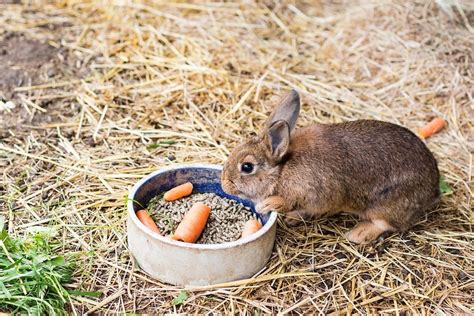 Can Rabbits Eat Grapes And Other Dietary Questions Answered