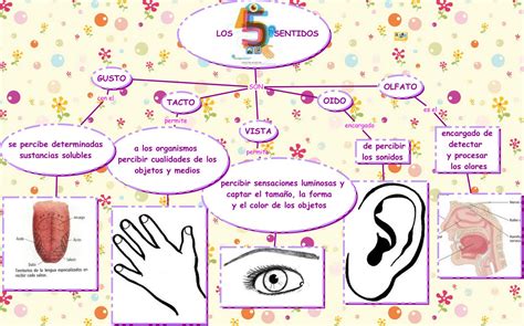 Fslovenglish Los 5 Sentidos The Five Senses