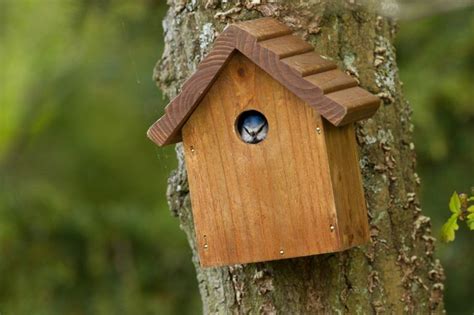 How To Choose And Position Nest Boxes For Garden Birds All Things