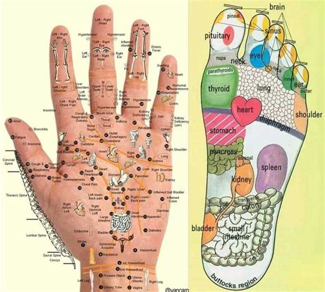 Pin By Hikari Mitsuko On Health Physical And Mental Hand Reflexology Reflexology Massage