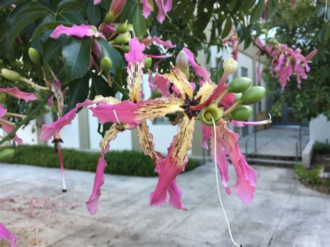 Ceiba Speciosa Silk Floss Tree