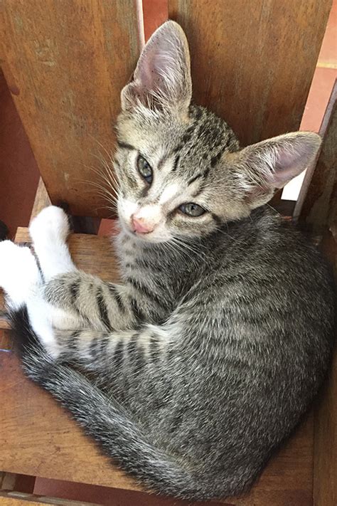 Choose a location, species, sex, age and/or size to filter your search results. 3 kittens up for adoption! - Placencia Humane Society