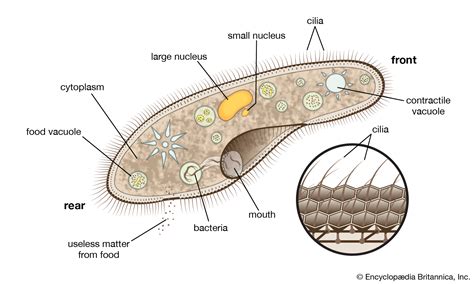 An animal cell is defined as the basic structural and functional unit of life in organisms of the kingdom animalia. cilium | Definition, Function, & Facts | Britannica