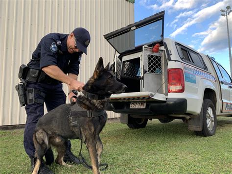 Plenty of pats for the Cairns Dog Squad - Far North