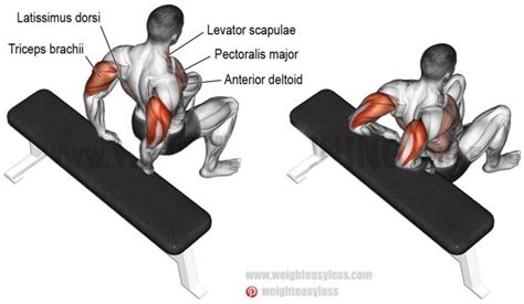 How To Tricep Dips On Bench Exercise Videos And Guides