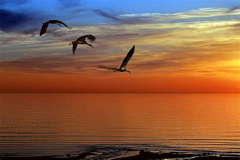 Free Download Sunset Sea Birds Sea Birds Sky Sunset Ocean Hd