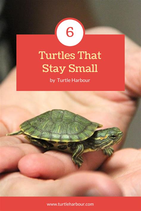 Eastern Box Turtles Reeve S Turtles Turtle Turtles That Stay Small Pet Turtle