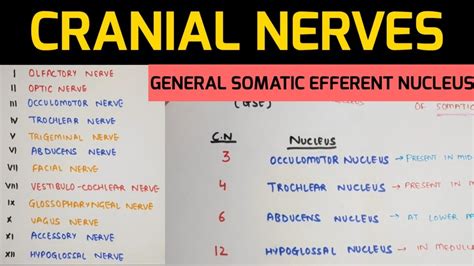 Cranial Nerves Anatomy 1 Nuclei Of Cranial Nerves Youtube
