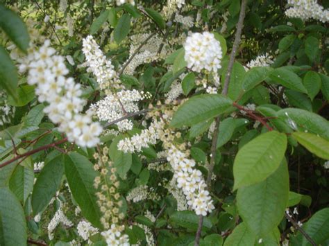 The evergreen plants online resource. Flowering Trees - Highbury Park Friends