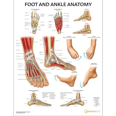 Molly smith dipcnm, mbant • reviewer: Foot and Ankle Anatomy Chart | Feet Poster | Anatomical ...