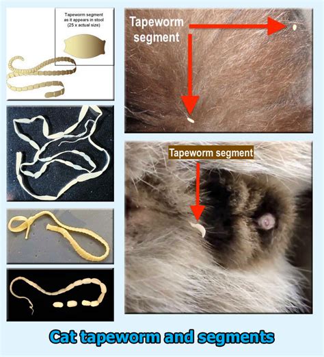 How To Tell The Difference Between Feline Roundworms And Tapeworms