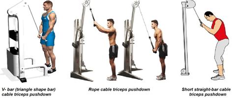 Cable Triceps Pushdown Exercise Bodybuilding Wizard