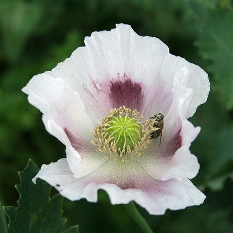 Opium Poppy © Hugh Chevallier Cc By Sa20 Geograph Britain And Ireland