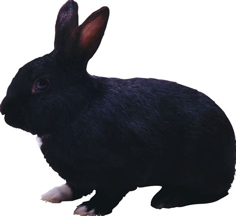 Conejo Png