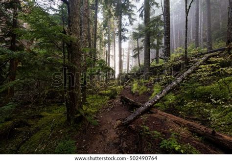 Path Wet Foggy Forrest Taken On Stock Photo Edit Now 502490764