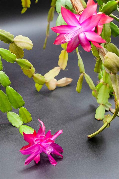 Here's what you should know about the beautiful holiday plant. Why Is My Christmas Cactus Turning Yellow? | Gardener's Path